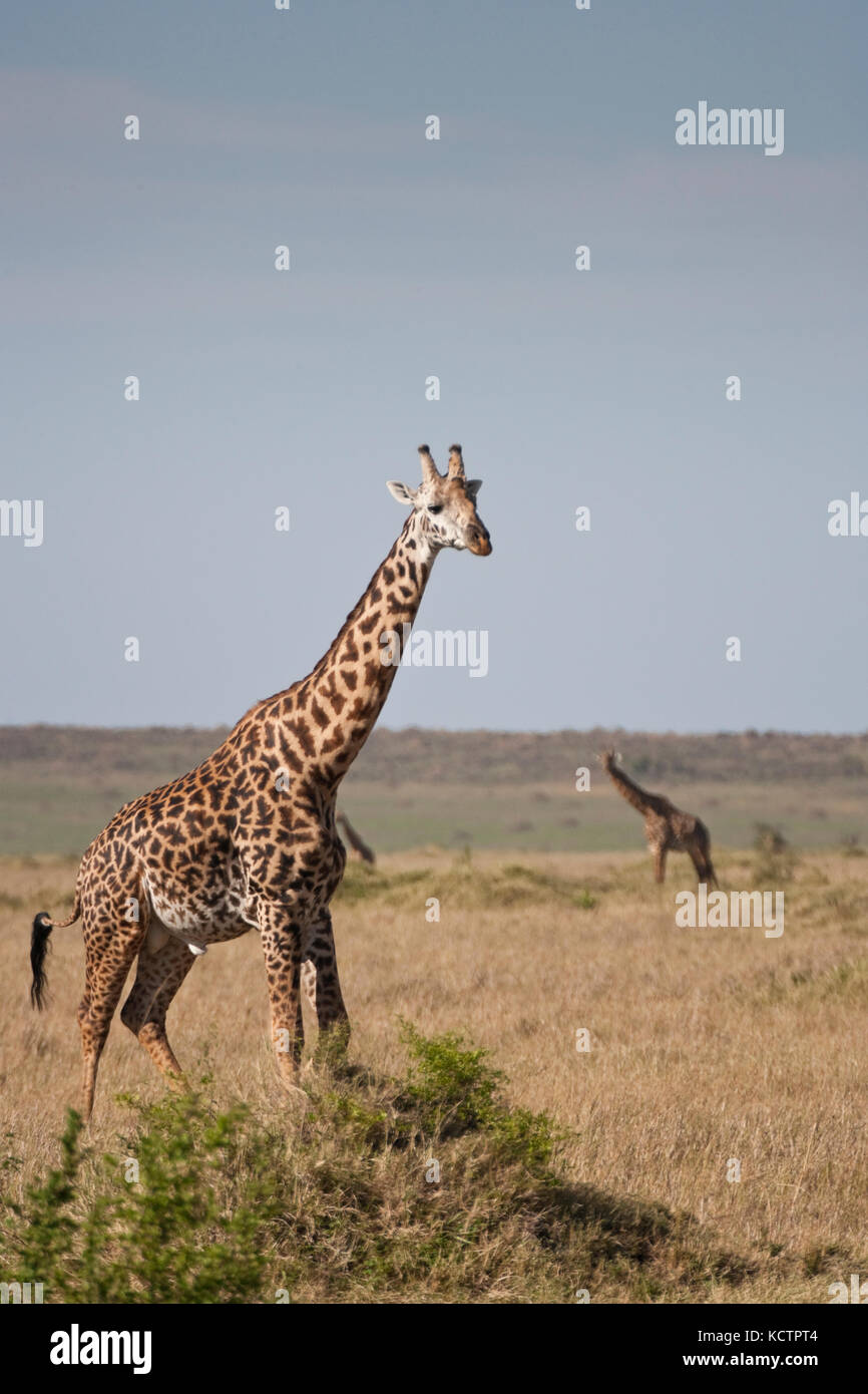 Adult Masai Giraffe (Giraffe tippelskirchi) in the Masai Mara, Kenya, Africa Stock Photo