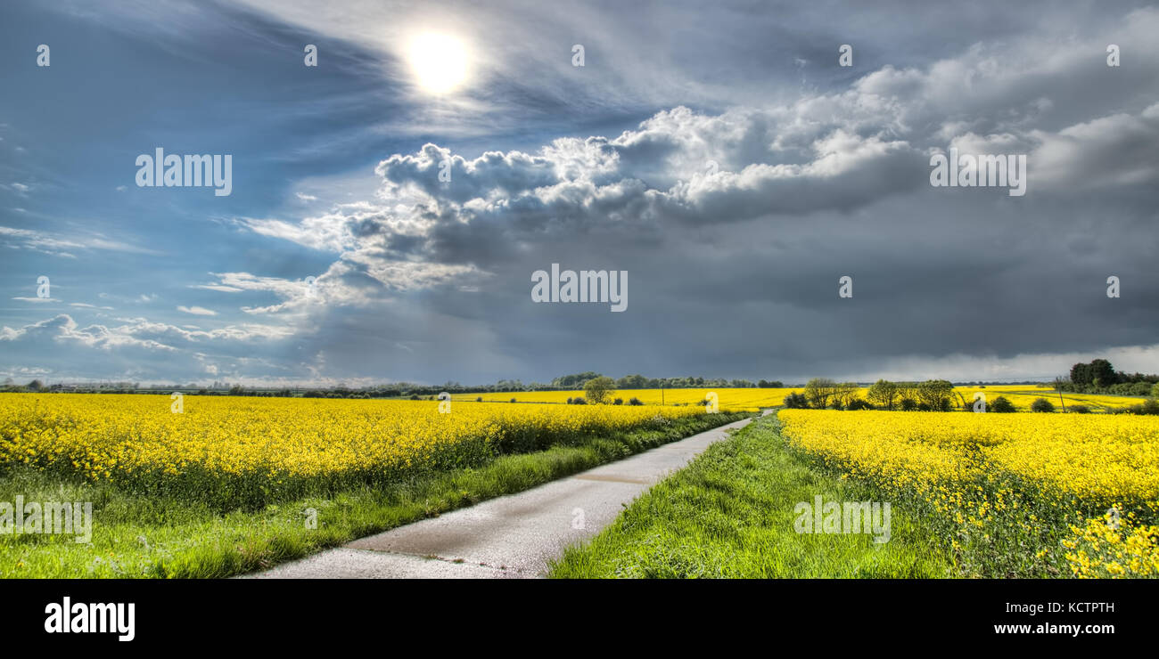 Sunshine and spring showers over rapeseed fields in rural Cambridgeshire, UK Stock Photo