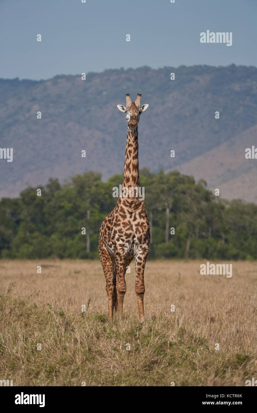 Adult Masai Giraffe (Giraffe tippelskirchi) in the Masai Mara, Kenya, Africa Stock Photo