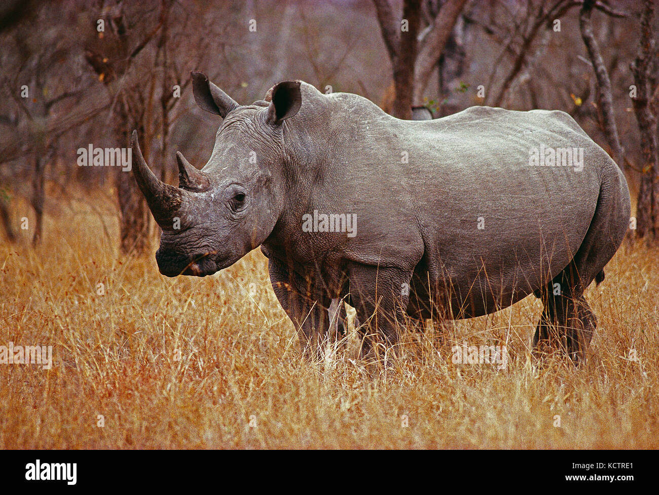 South Africa. Kruger National Park. Wildlife. White Rhinoceros. Stock Photo