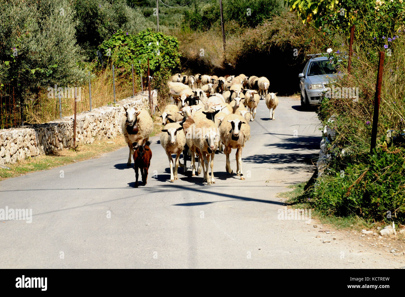 A flock of sheep wend their way along a rural road near Lake Kournas in Crete - another hazard for tourists driving on Crete's rural roads. Stock Photo