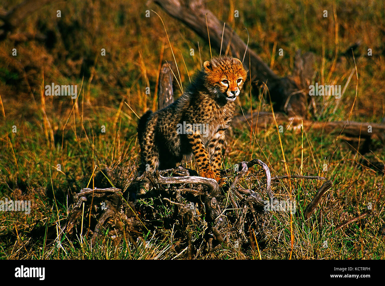 Africa. Kenya. Maasai Mara National Reserve. Wildlife.Cheetah cub Stock