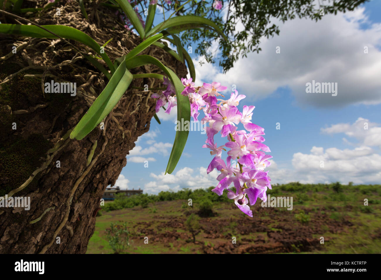 Foxtail orchid Stock Photo