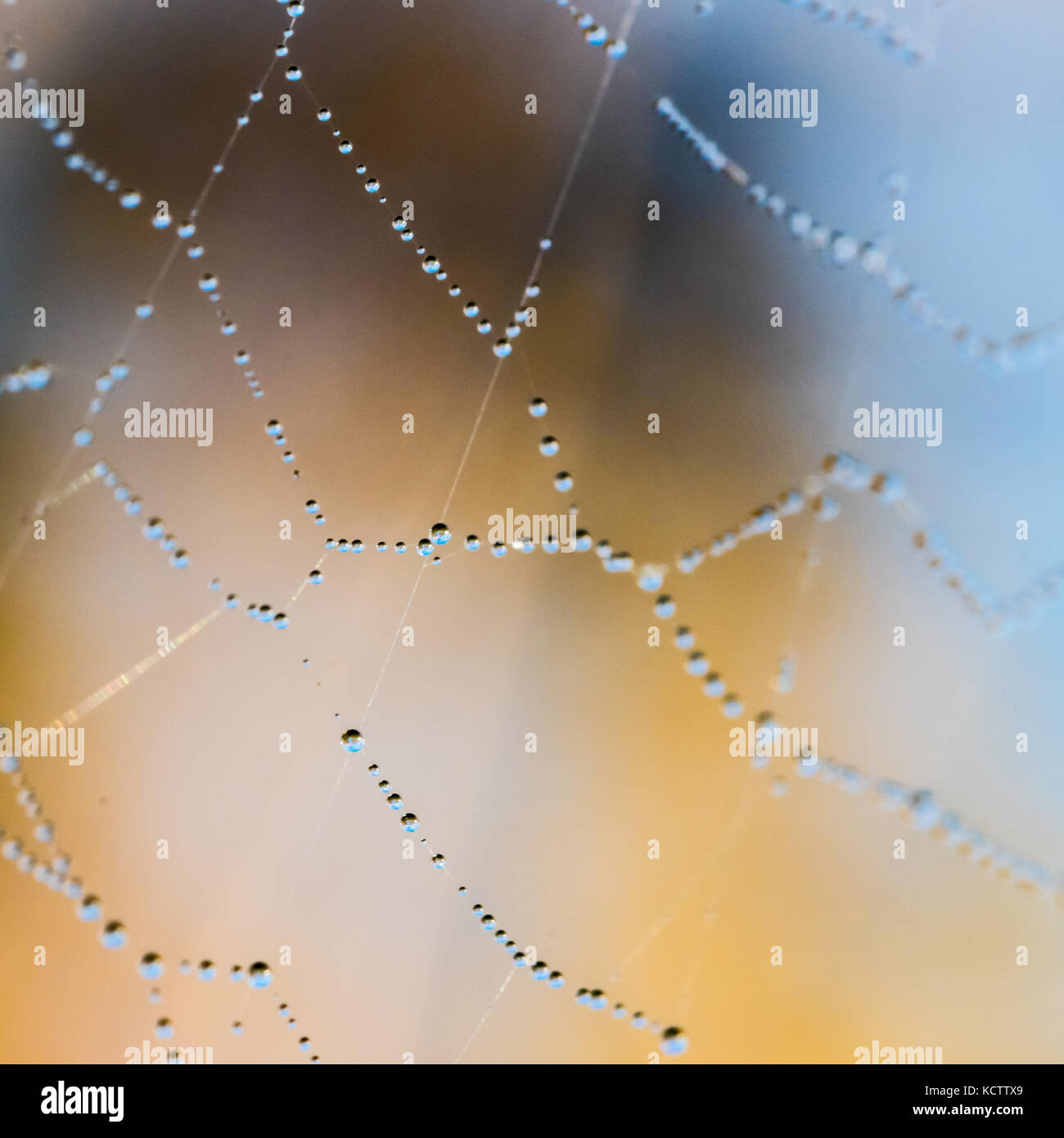 Macro photography of spider web with drops of water. Selective focus ...