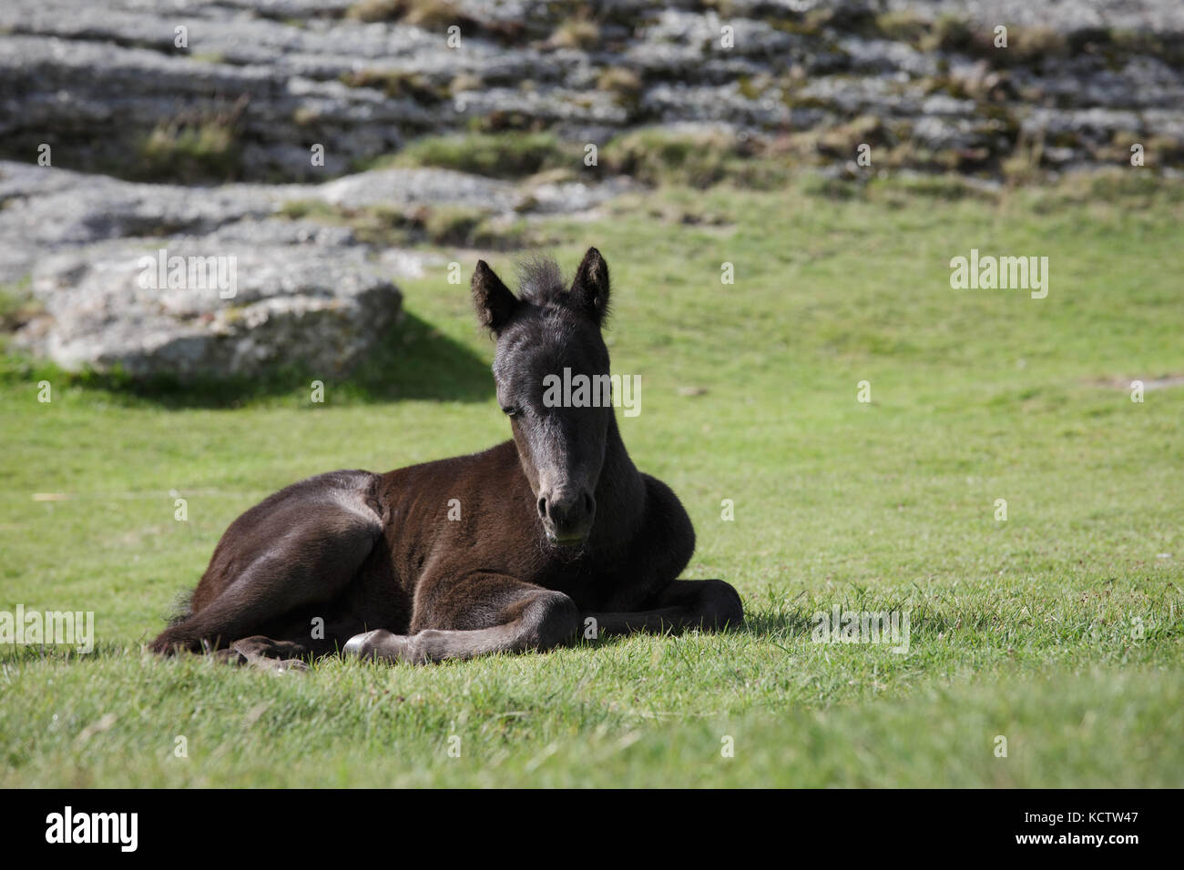 Brown young pony / horse foal lying on the grass in front of a tor in Dartmoor National Park, UK Stock Photo