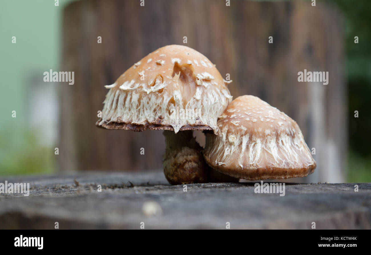 Pholiota destruens, mushrooms Stock Photo