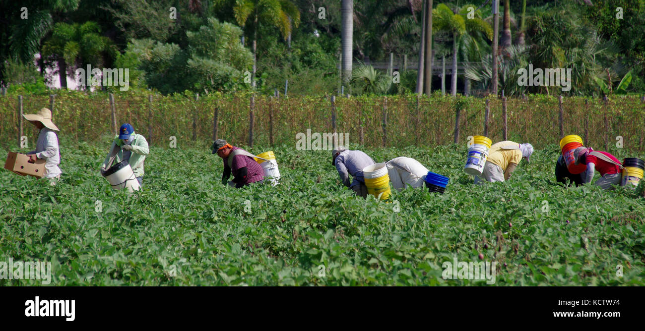 The Field Workers Stock Photo Alamy