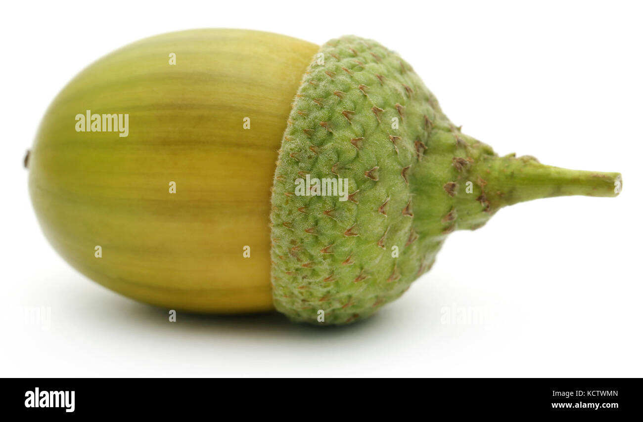 Closeup of acorn over white background Stock Photo - Alamy