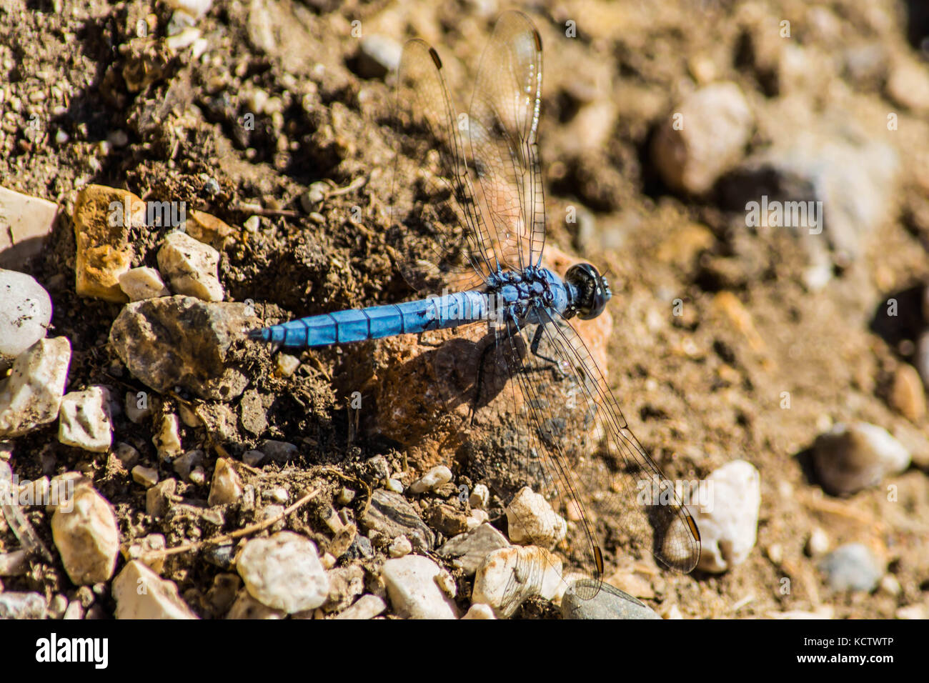 A blue dragonfly standing on a rock Stock Photo - Alamy