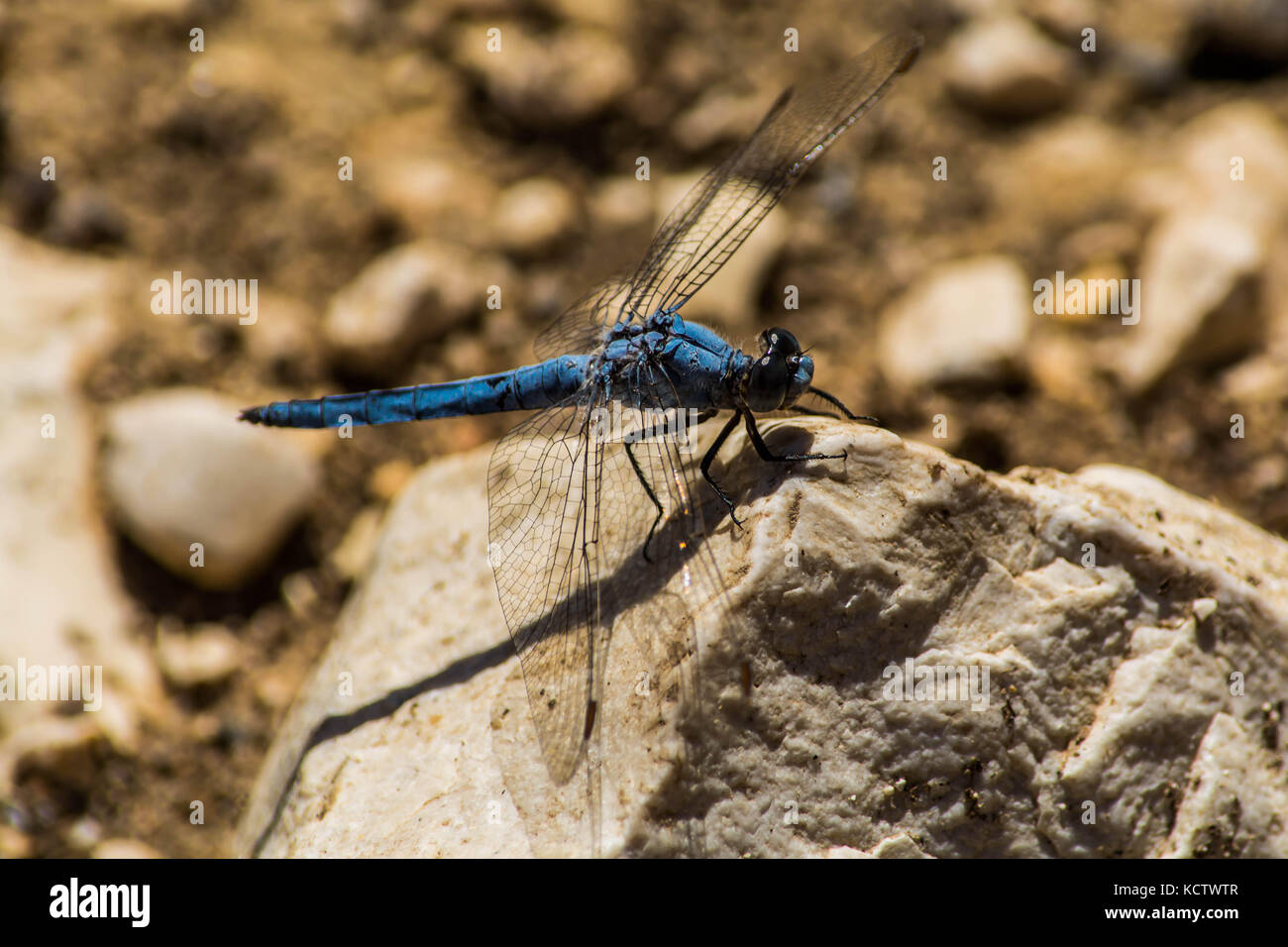 A blue dragonfly standing on a rock Stock Photo - Alamy