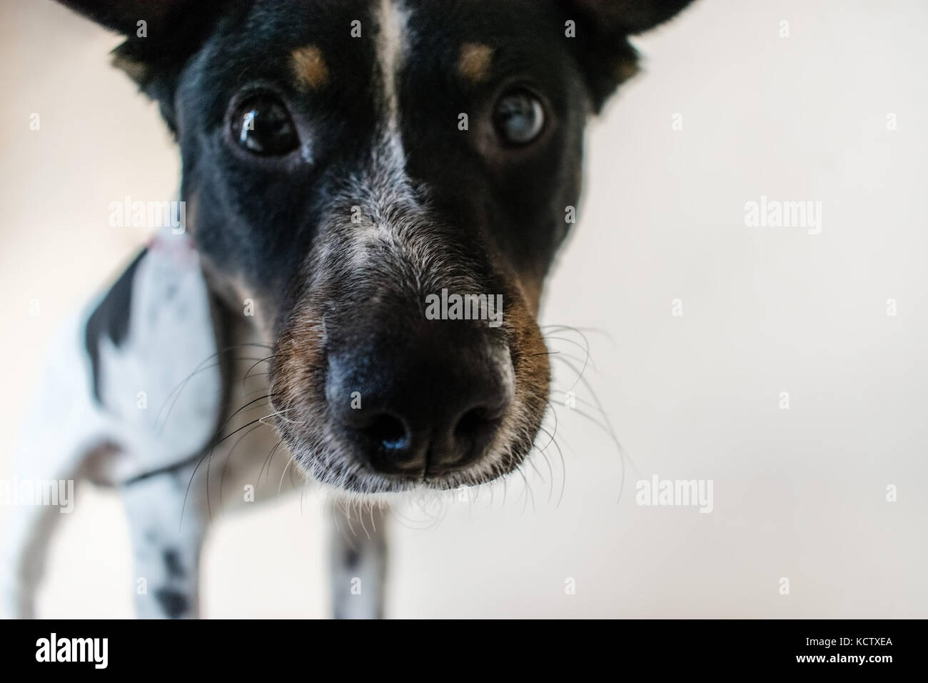 Dog nose closeup, shallow depth of field and focus, wide angle fish eye effect, white background Stock Photo
