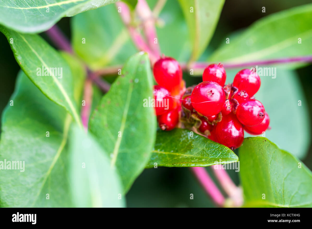 Under Ripe Blackerry Unripe blackberries growing in the garden. Close up shot with selective ...