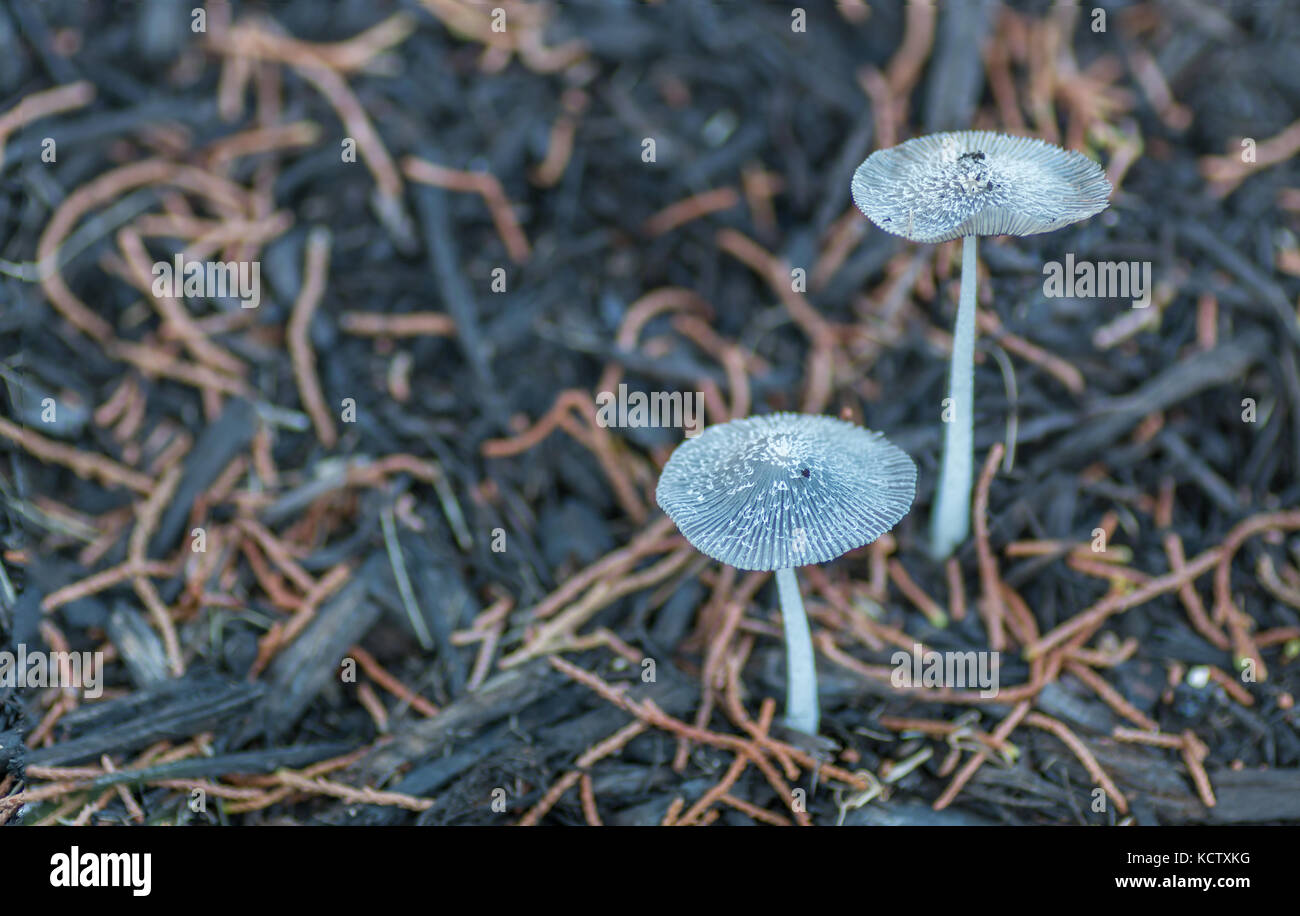 Two Mushrooms Growing on Black Mulch Stock Photo Alamy
