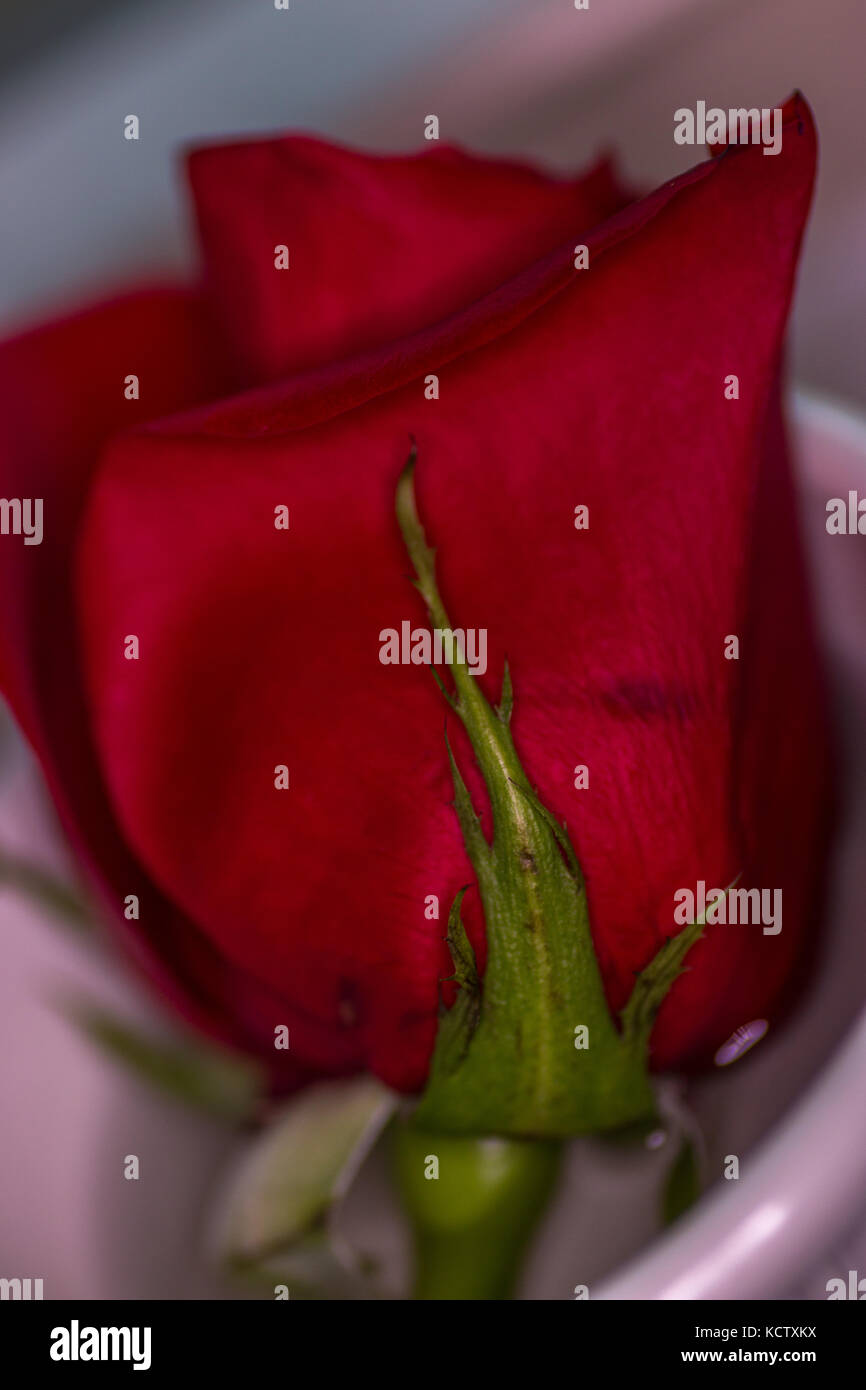 View of Rose Bud Inside White Bowl Stock Photo Alamy