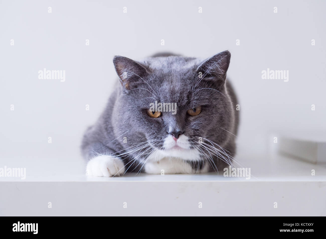 british shorthair indoor cat