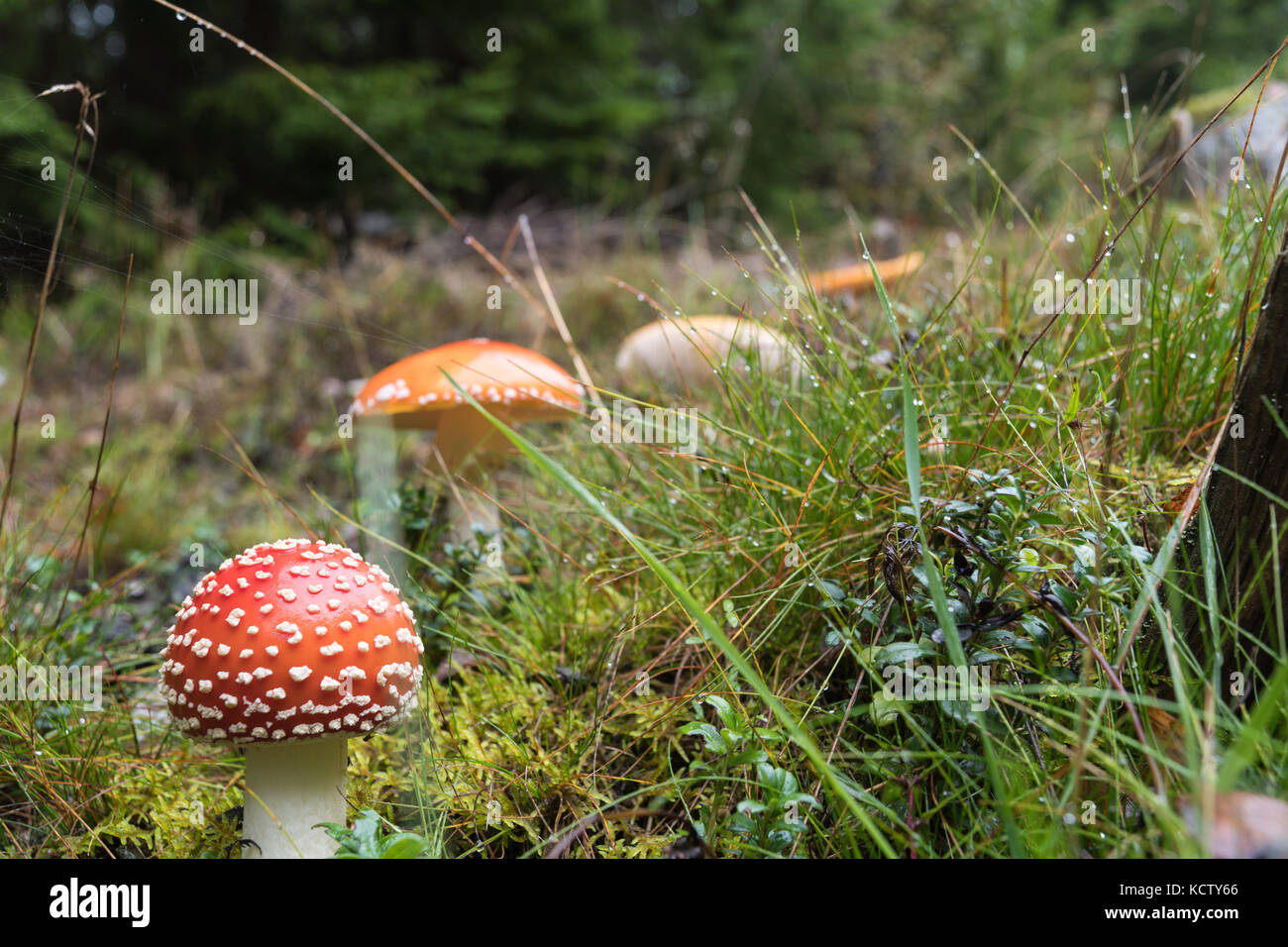 Death cup mushroom and other mushrooms in low angle view Stock Photo