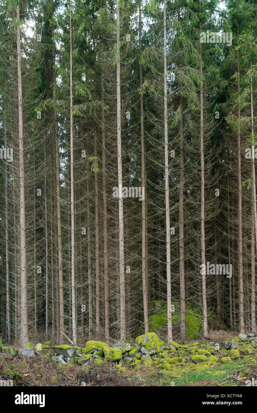Tall fir trees in a forest with green mossy ground in the front Stock Photo Alamy