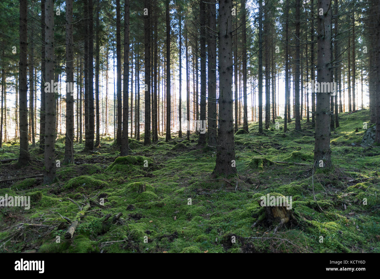 Tall spruce trees dense hi-res stock photography and images - Alamy
