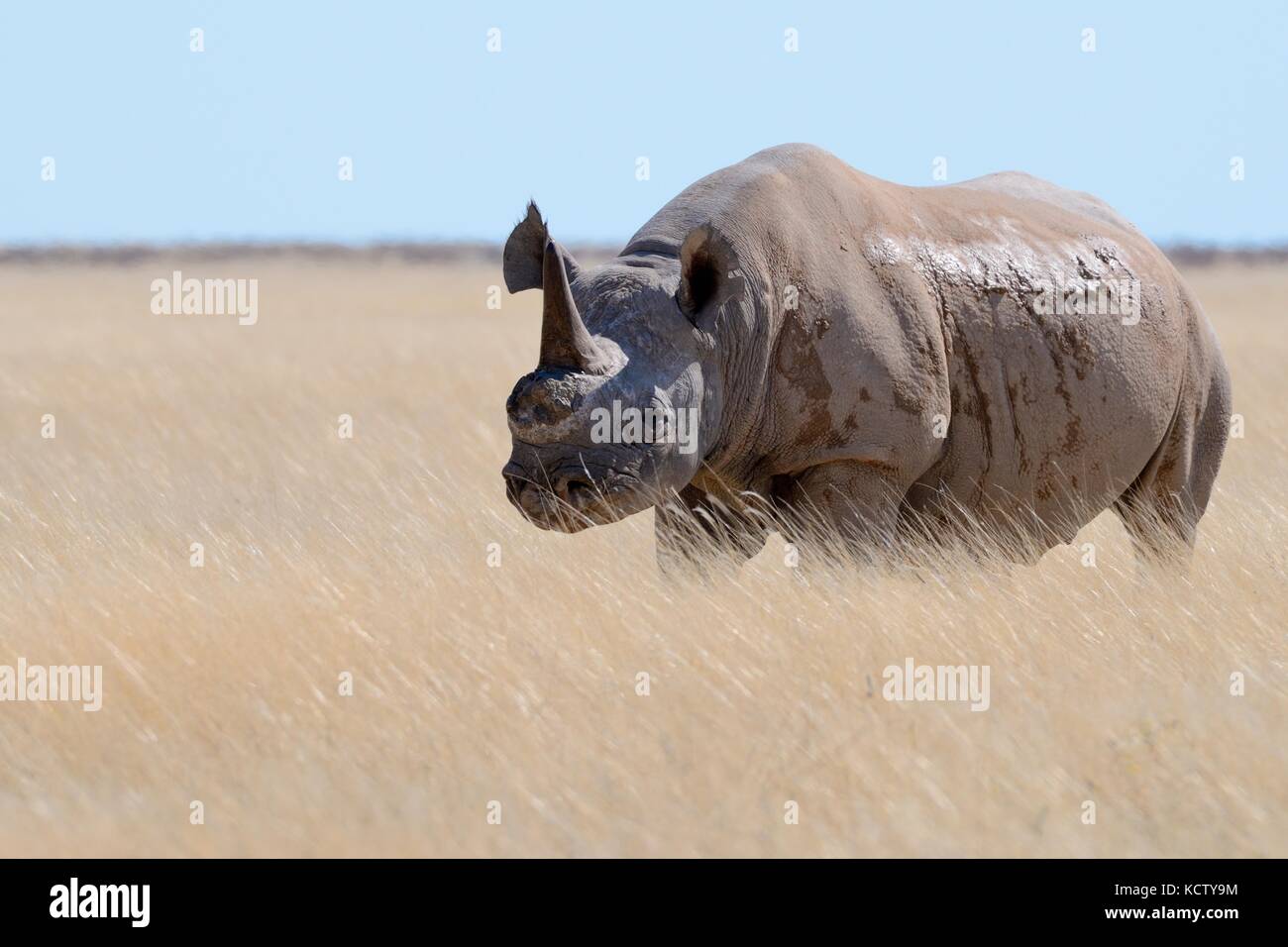 Black rhinoceros (Diceros bicornis) with a single horn and torn ears, standing in dry grass, attentive, Etosha National Park, Namibia, Africa Stock Photo