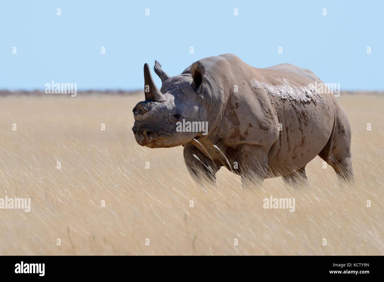 Black rhinoceros (Diceros bicornis) with a single horn and torn ears, standing in dry grass, attentive, Etosha National Park, Namibia, Africa Stock Photo