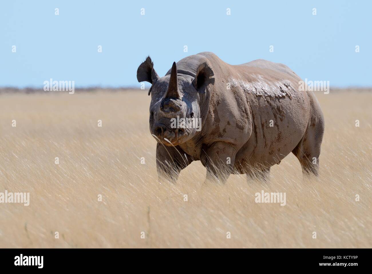 Black rhinoceros (Diceros bicornis) with a single horn and torn ears, standing in dry grass, attentive, Etosha National Park, Namibia, Africa Stock Photo