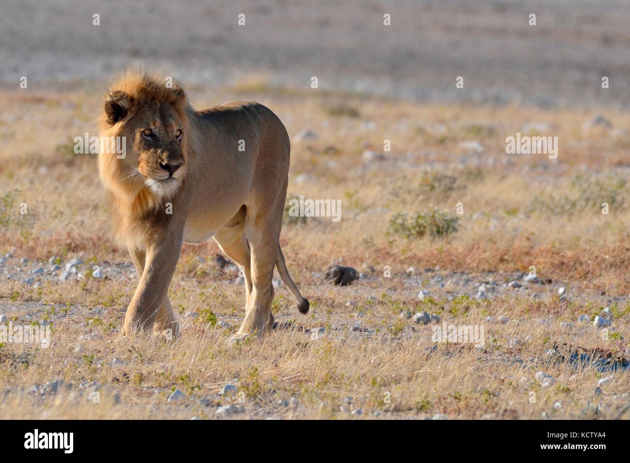 Male lion short mane looking hi-res stock photography and images - Alamy