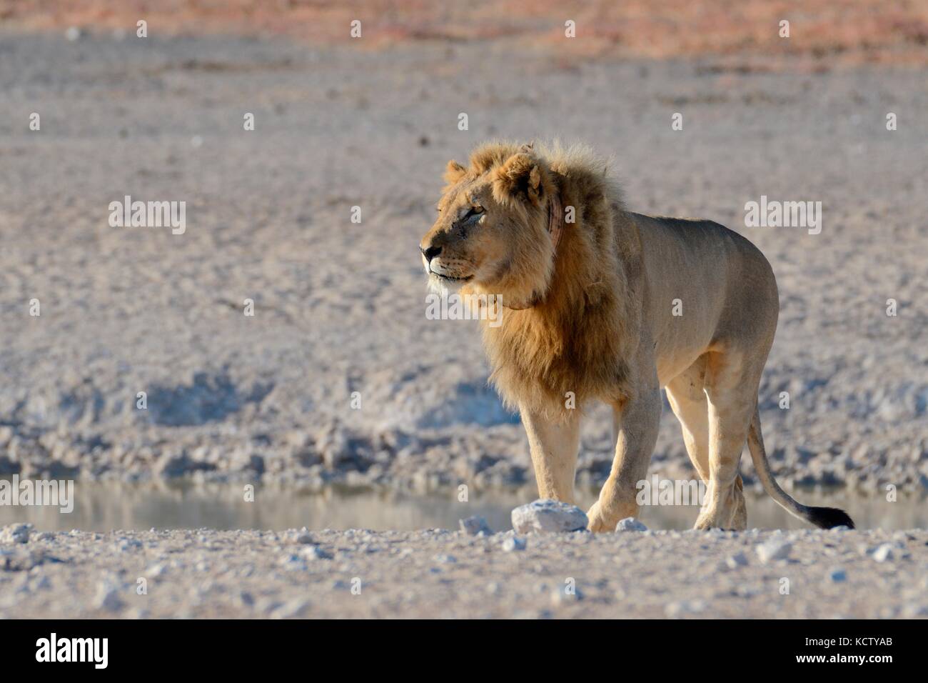 African lion (Panthera leo) at a waterhole, with tracking collar, walking, Etosha National Park, Namibia, Africa Stock Photo