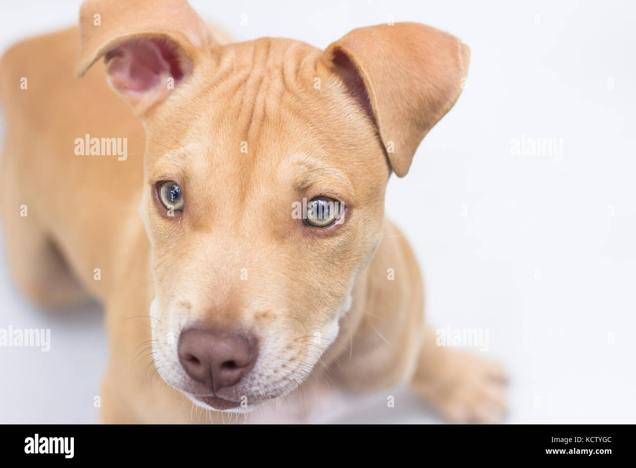 Puppy pit bull dog portrait face Stock Photo