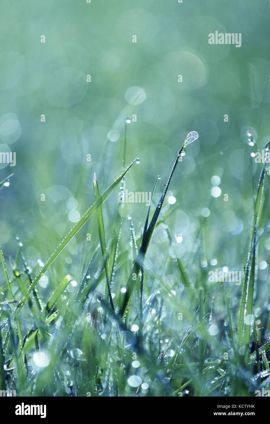 Raindrops on grass hi-res stock photography and images - Alamy