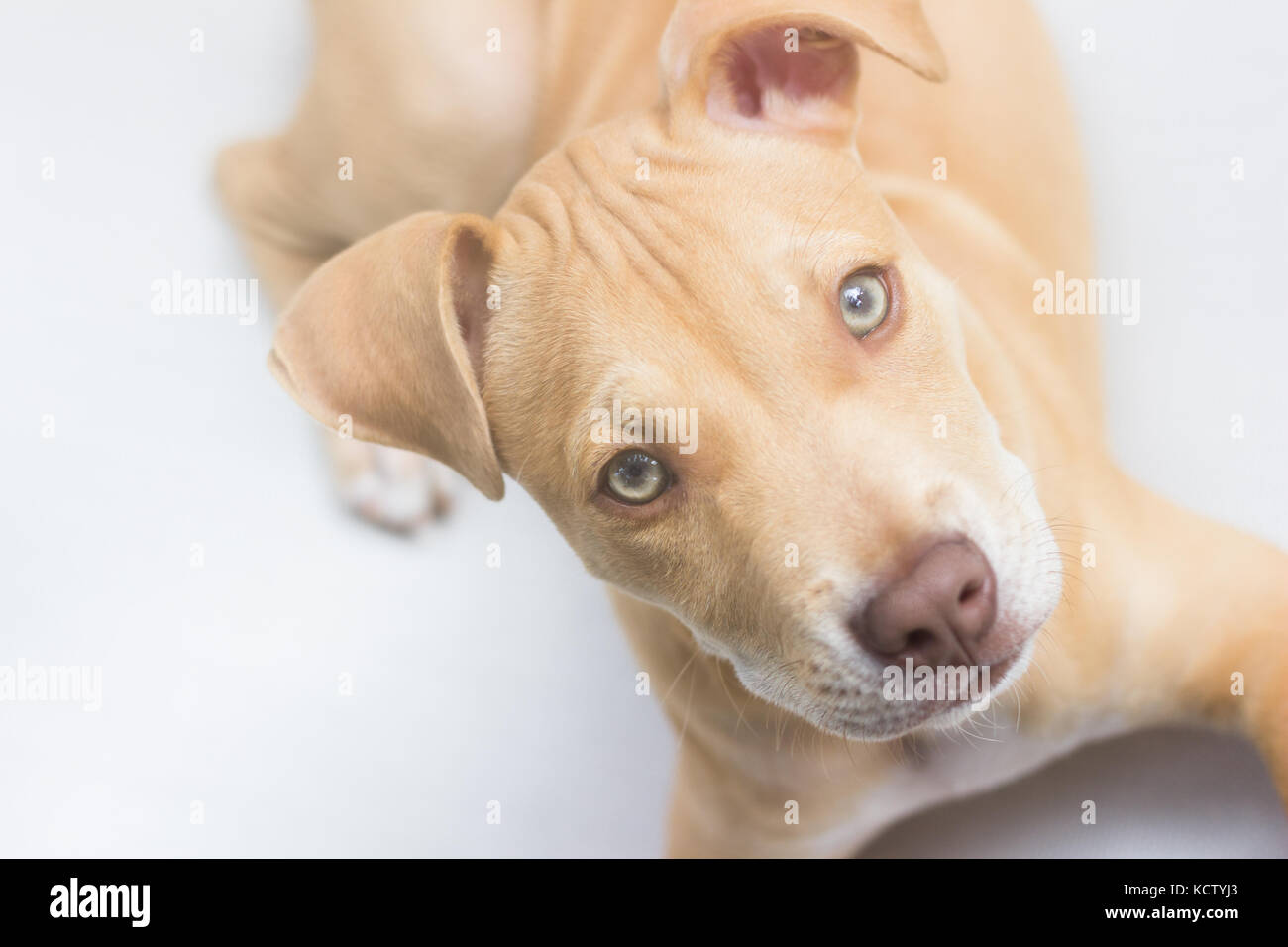 Puppy pit bull dog portrait face Stock Photo