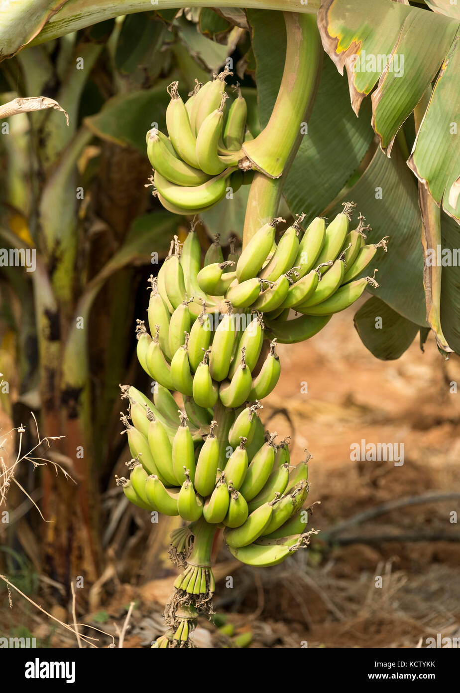banana plantation near Paphos in the Republic of Cyprus showing bananas covered by blue plastic for protection and ripening Stock Photo
