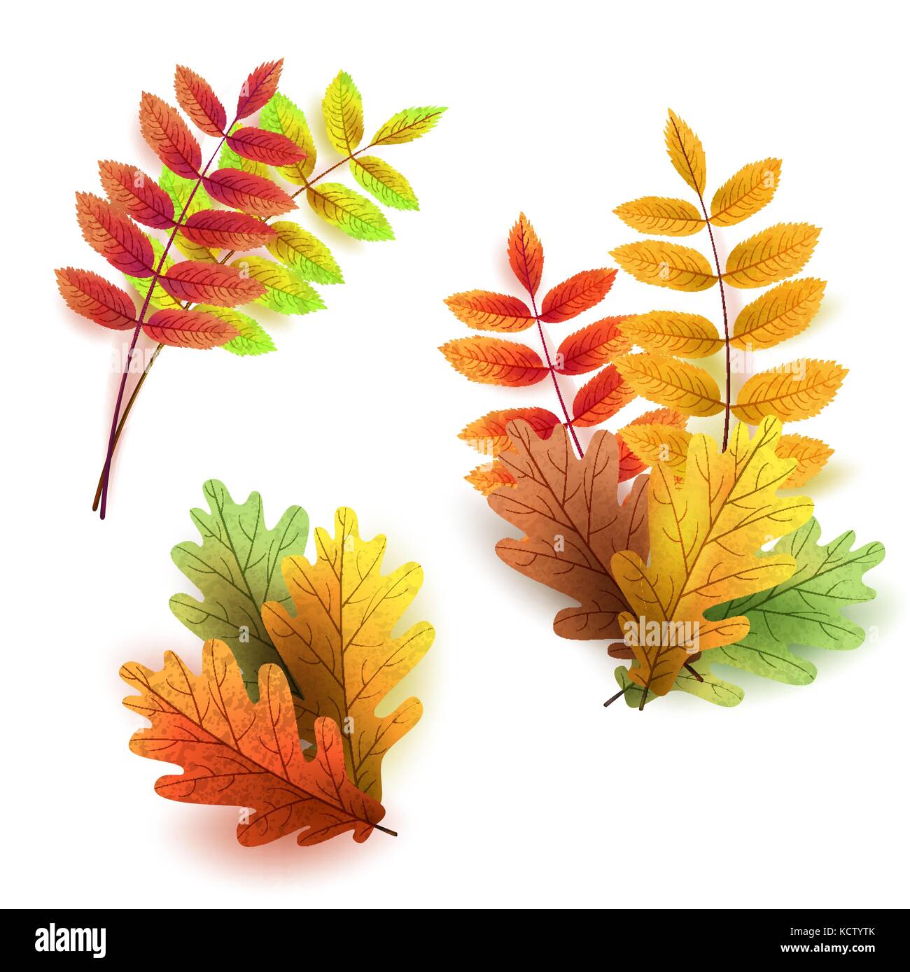 Autumn leaves set, isolated on white background. Rowan tree, oak Stock Vector