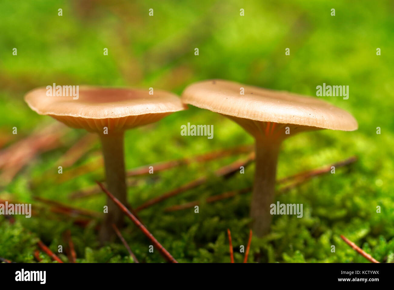 SCENES OF AUTUMN MUSHROOMS AND TYPICAL FUNGI Stock Photo
