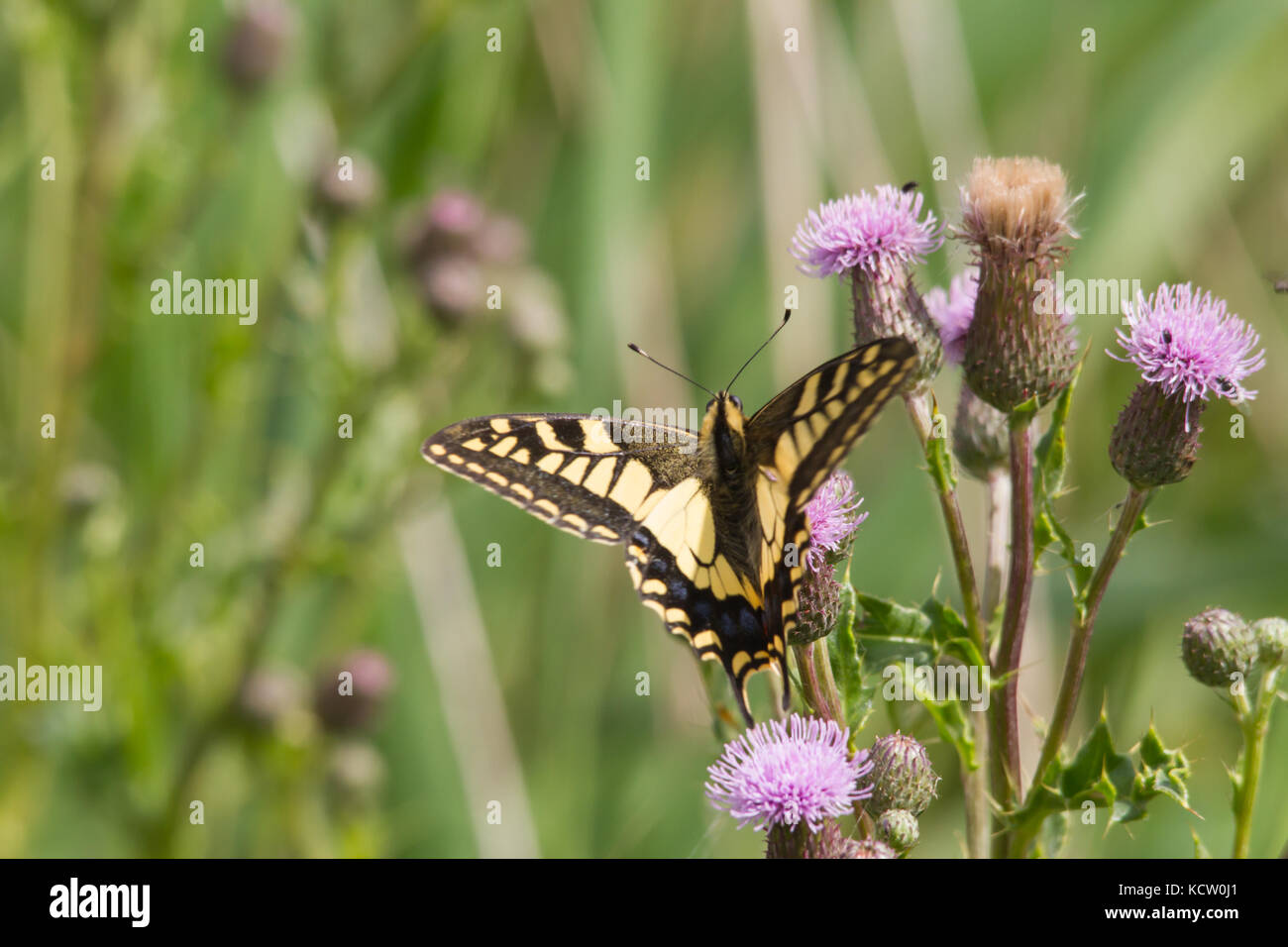 Old World Swallowtail butterfly (Papilio Machaon) Stock Photo