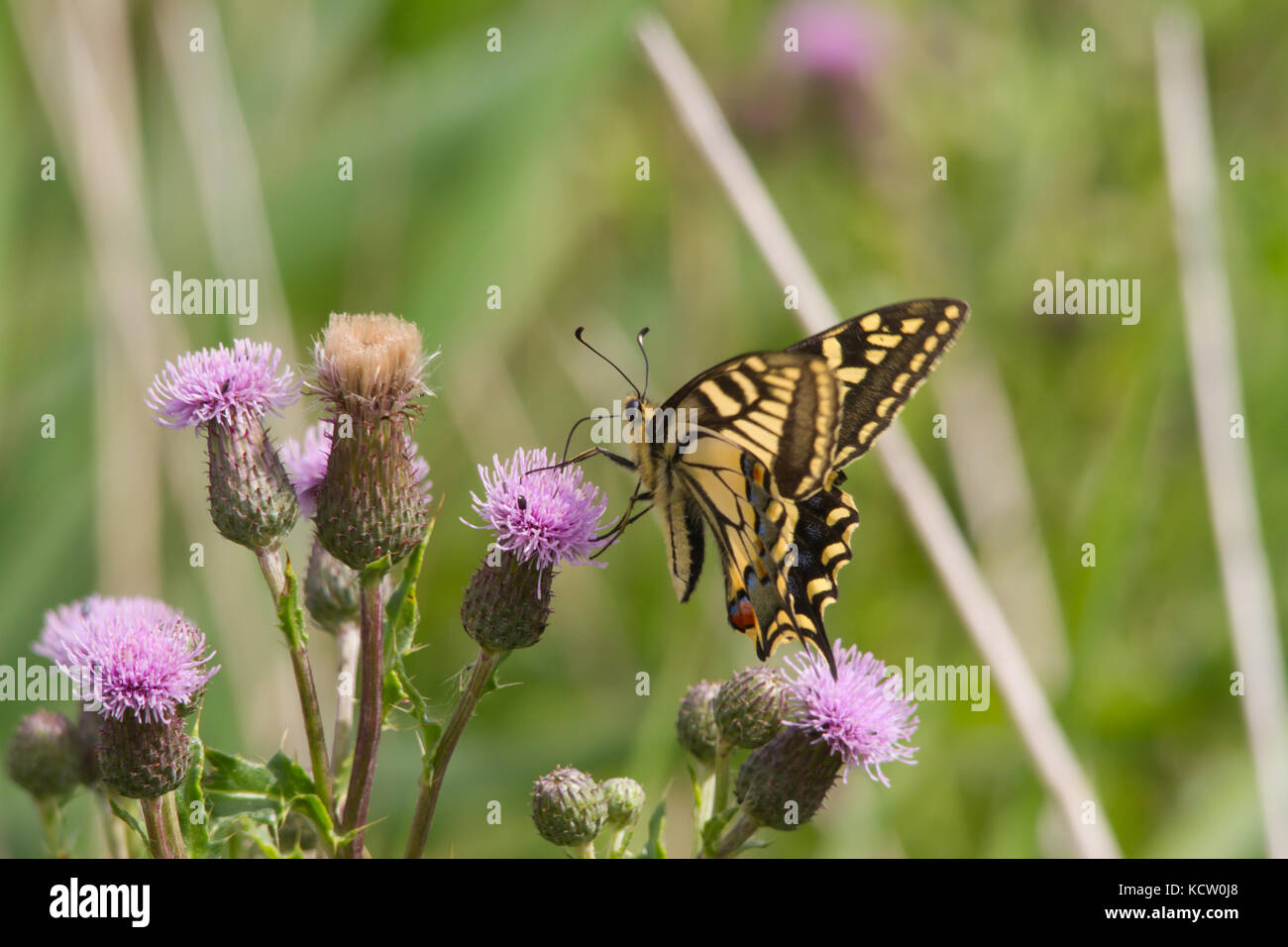 Old World Swallowtail butterfly (Papilio Machaon) Stock Photo