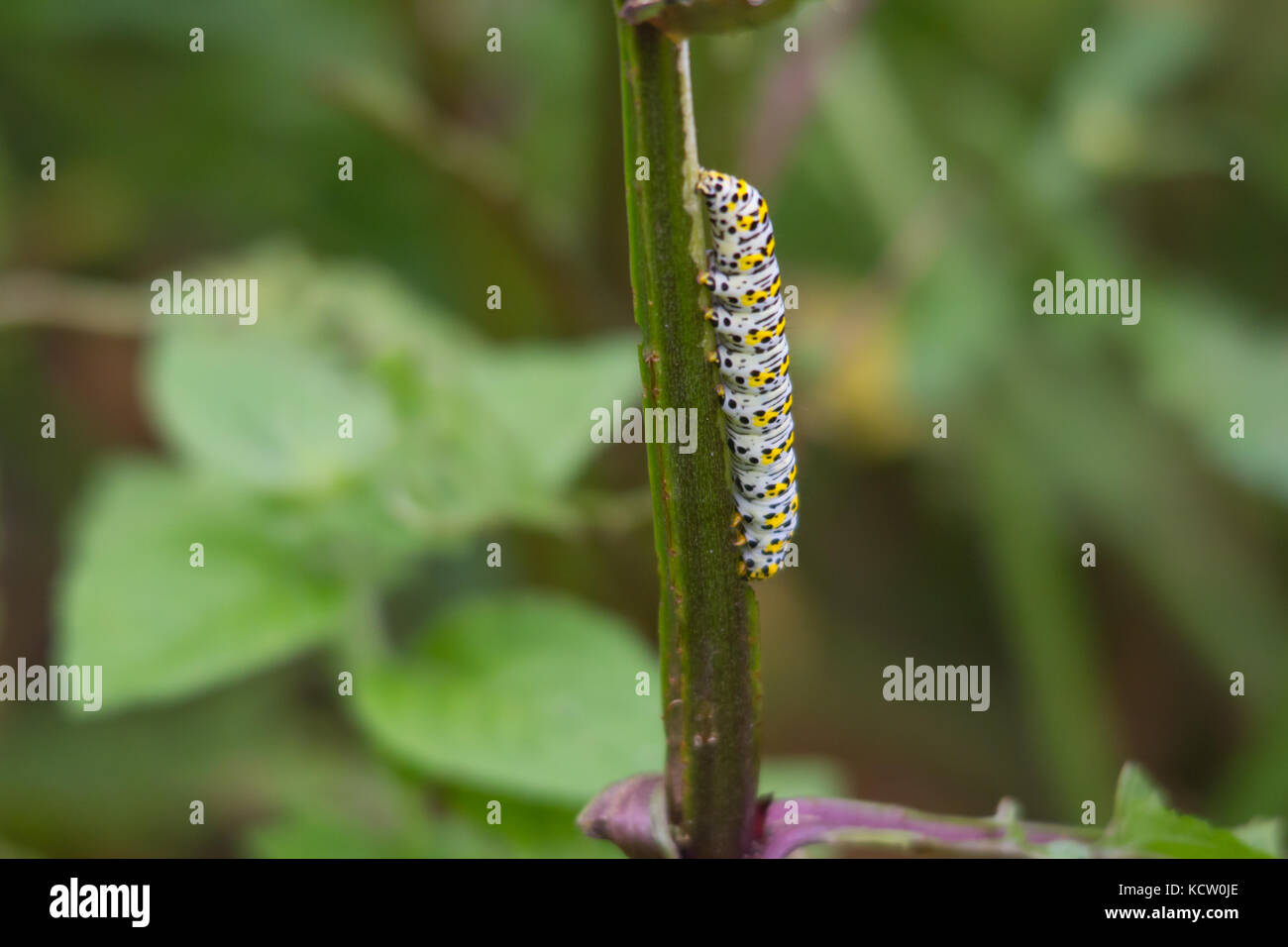 Mullein Moth larvae (Cucullia verbasci), on a stem Stock Photo