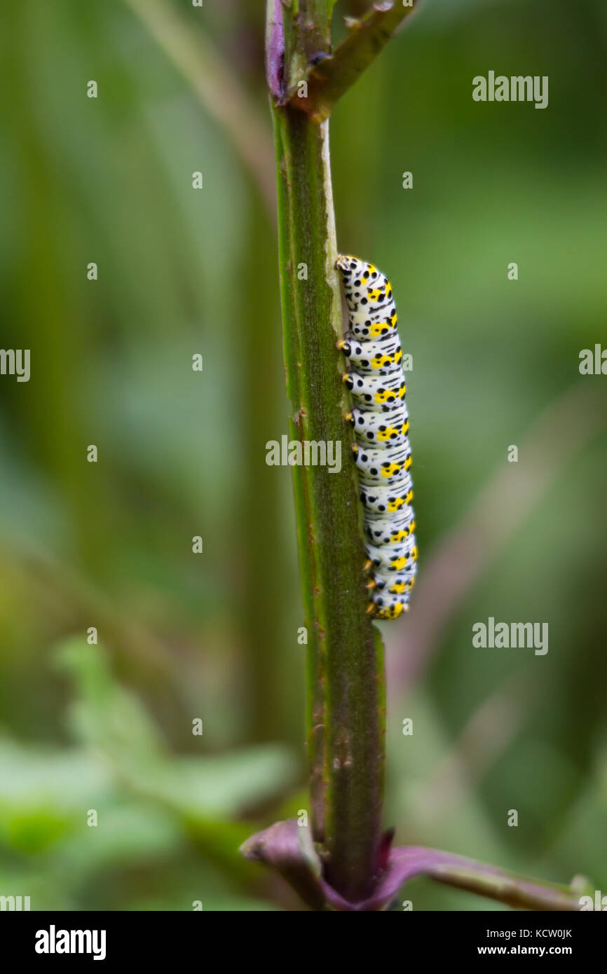 Mullein Moth larvae (Cucullia verbasci), on a stem Stock Photo