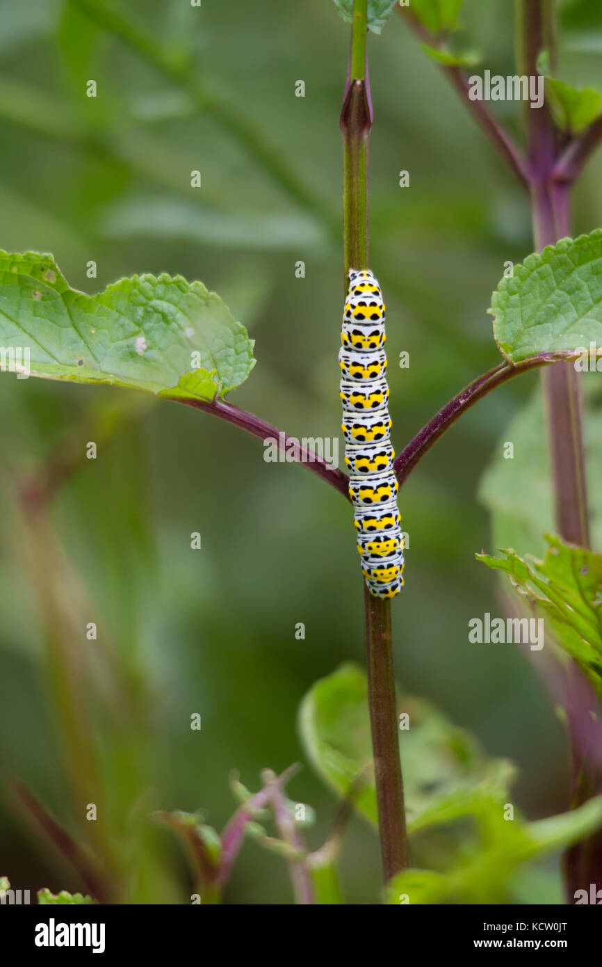 Mullein Moth larvae (Cucullia verbasci), on a stem Stock Photo