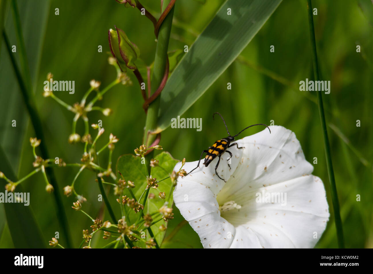 Longhorn Beetle, Leptura quadrifasciata (Strangalia quadrifasciata) resting on a white flower Stock Photo