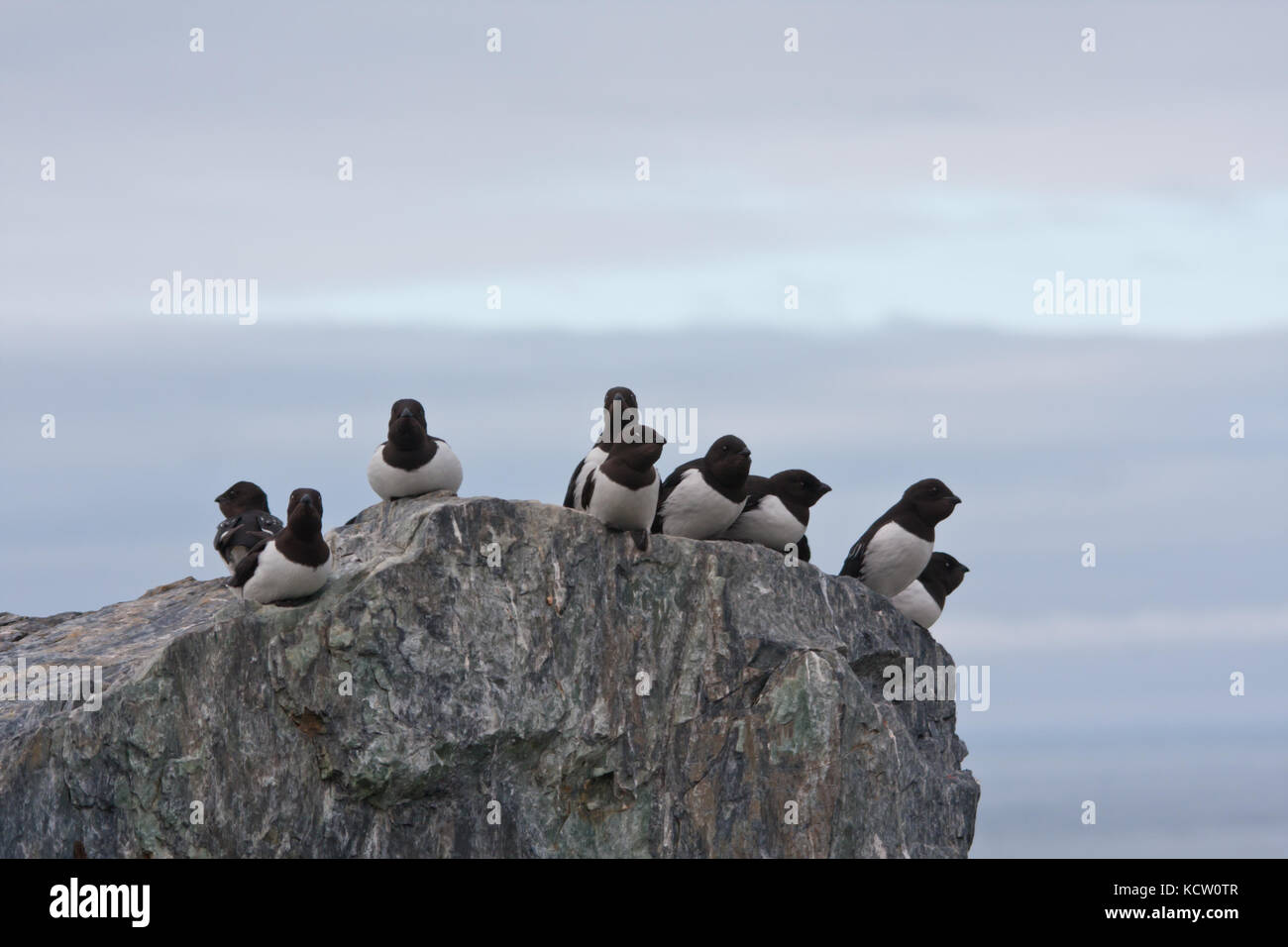 A group of Little Auk also known as dovekie (Alle alle) perched on a rock. Stock Photo