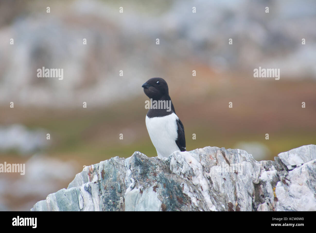 Little Auk or Dovekie (Alle alle) perching on a rock Stock Photo