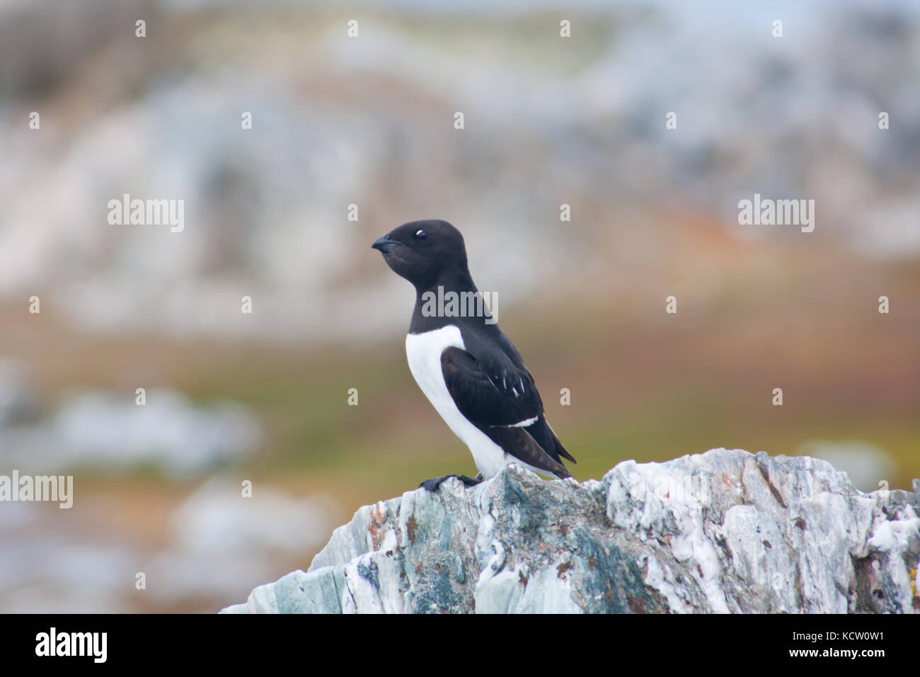 Little Auk or Dovekie (Alle alle) perching on a rock Stock Photo