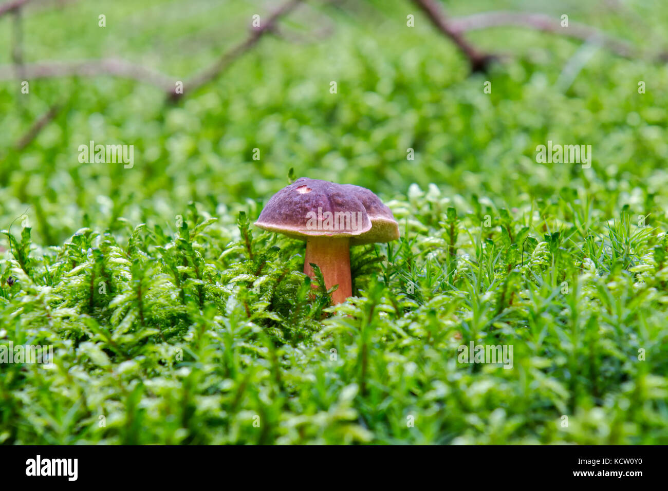 One wild mushroom growing in a forest Stock Photo - Alamy