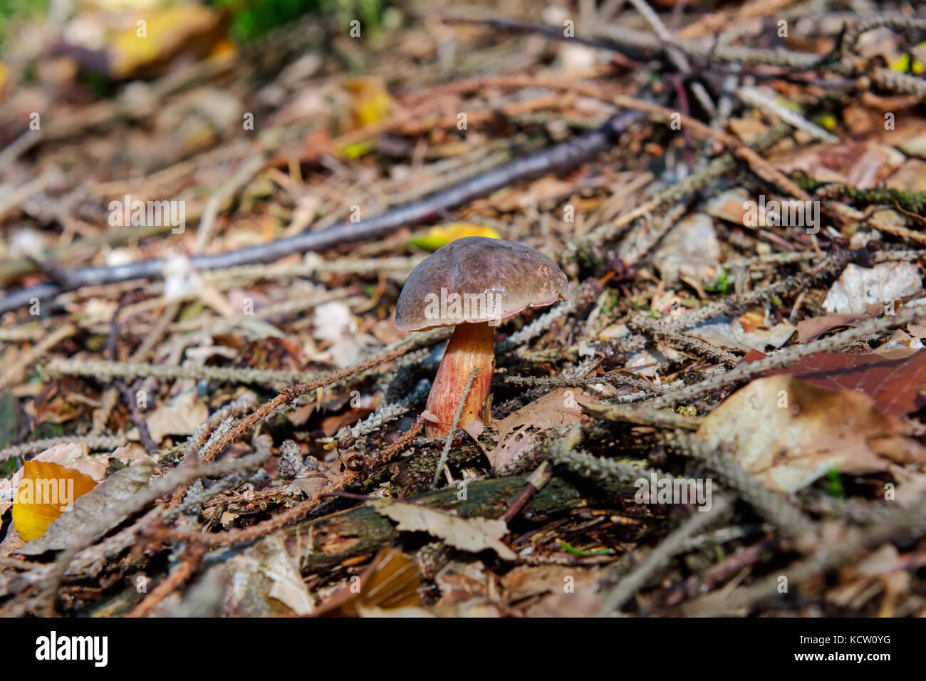 One wild mushroom growing in a forest Stock Photo - Alamy