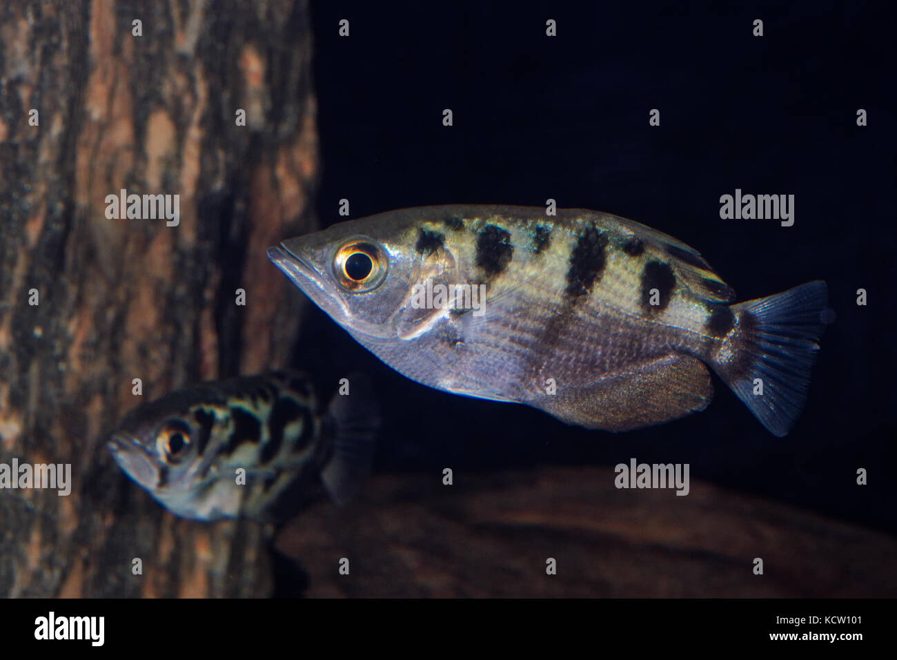 Banded archerfish (Toxotes jaculatrix) in aquarium Stock Photo