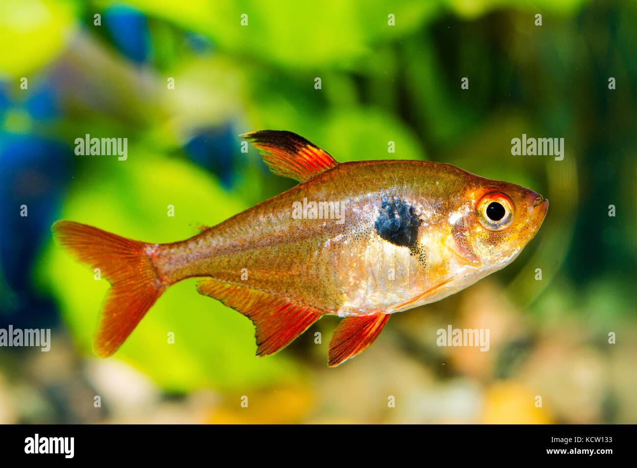 Tetra fish (Hyphessobrycon) in a nice aquarium Stock Photo
