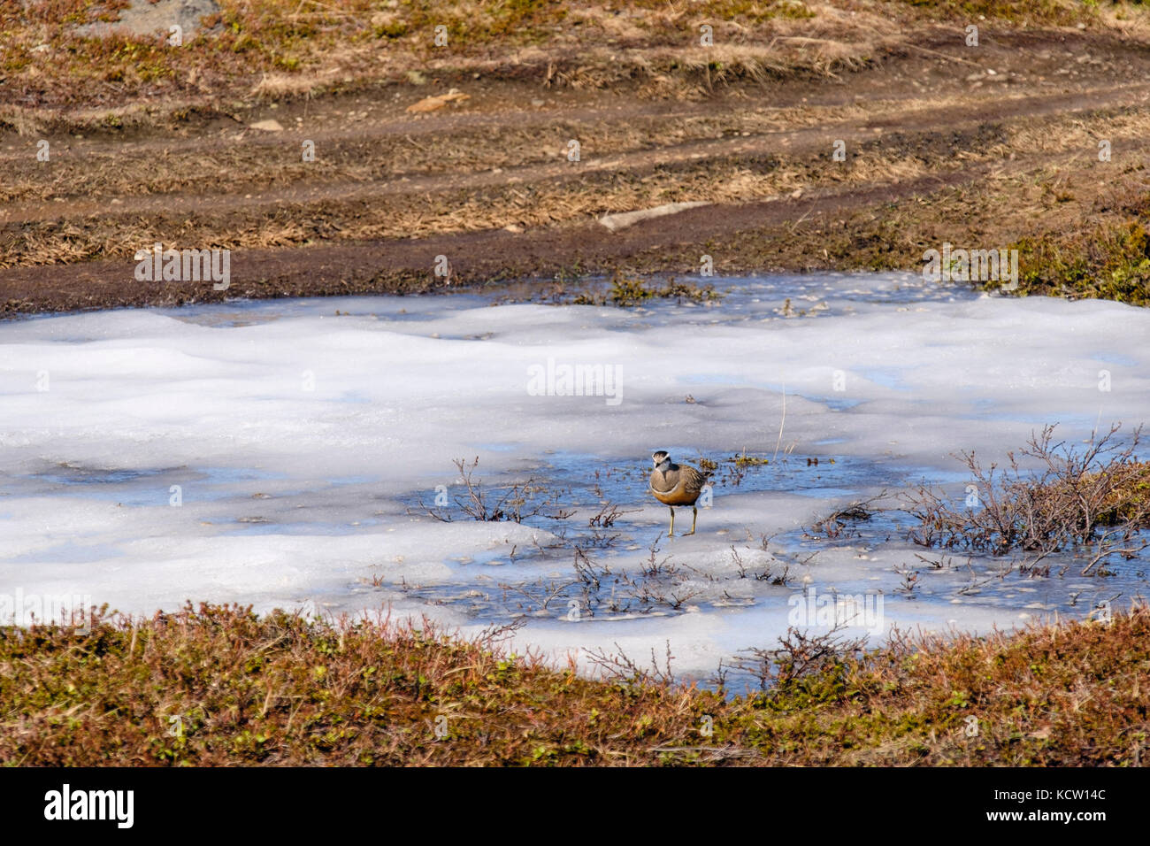 Dotterel (Charadrius morinellus) in summer breeding plumage on a frozen pond in Arctic Tundra landscape on Mount Storsteinen. Tromso, Troms, Norway Stock Photo