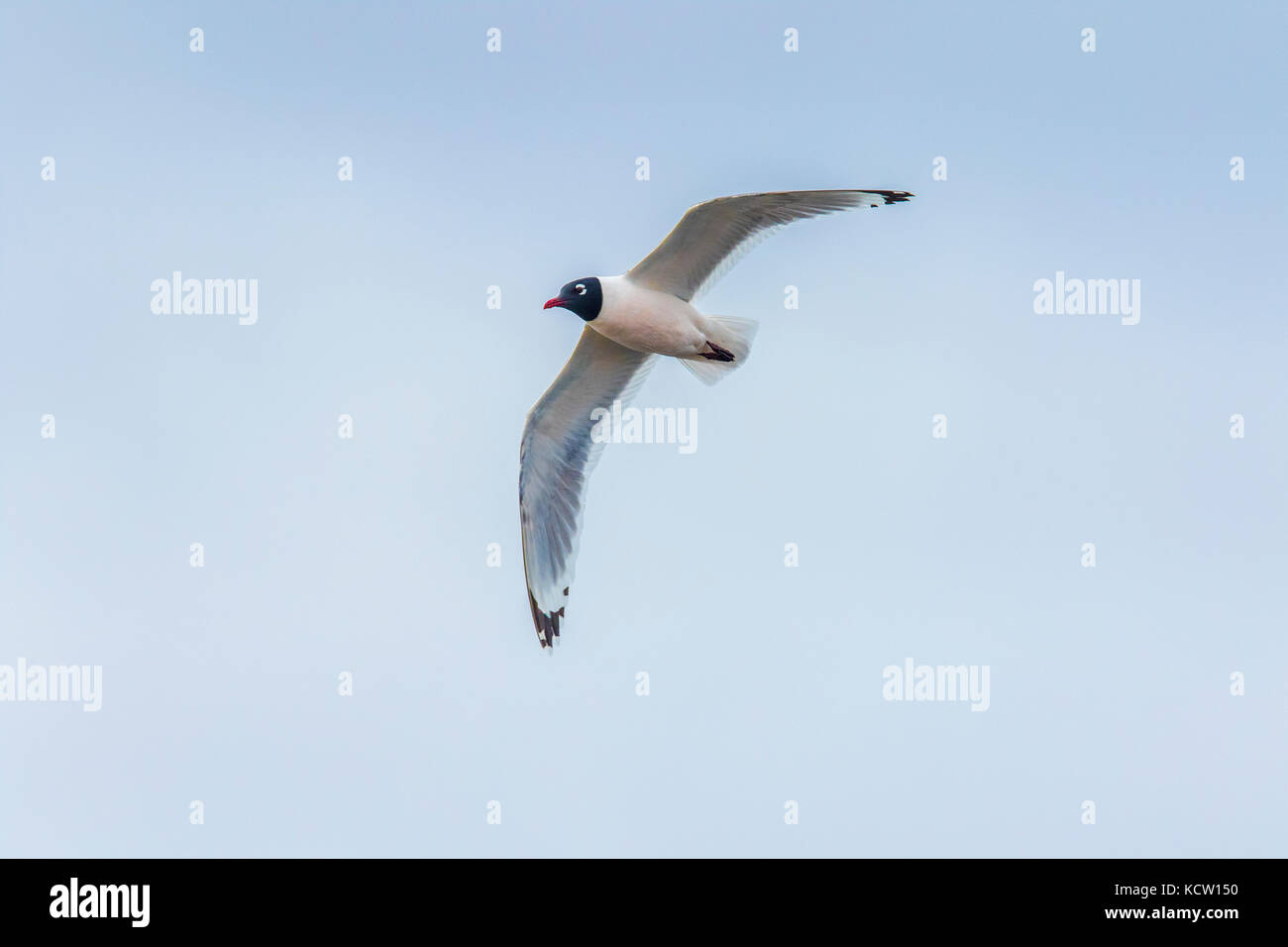 Franklin's Gull (Leucophaeus pipixcan) In flight, against blue sky, Frank  Lake, Alberta, Canada Stock Photo