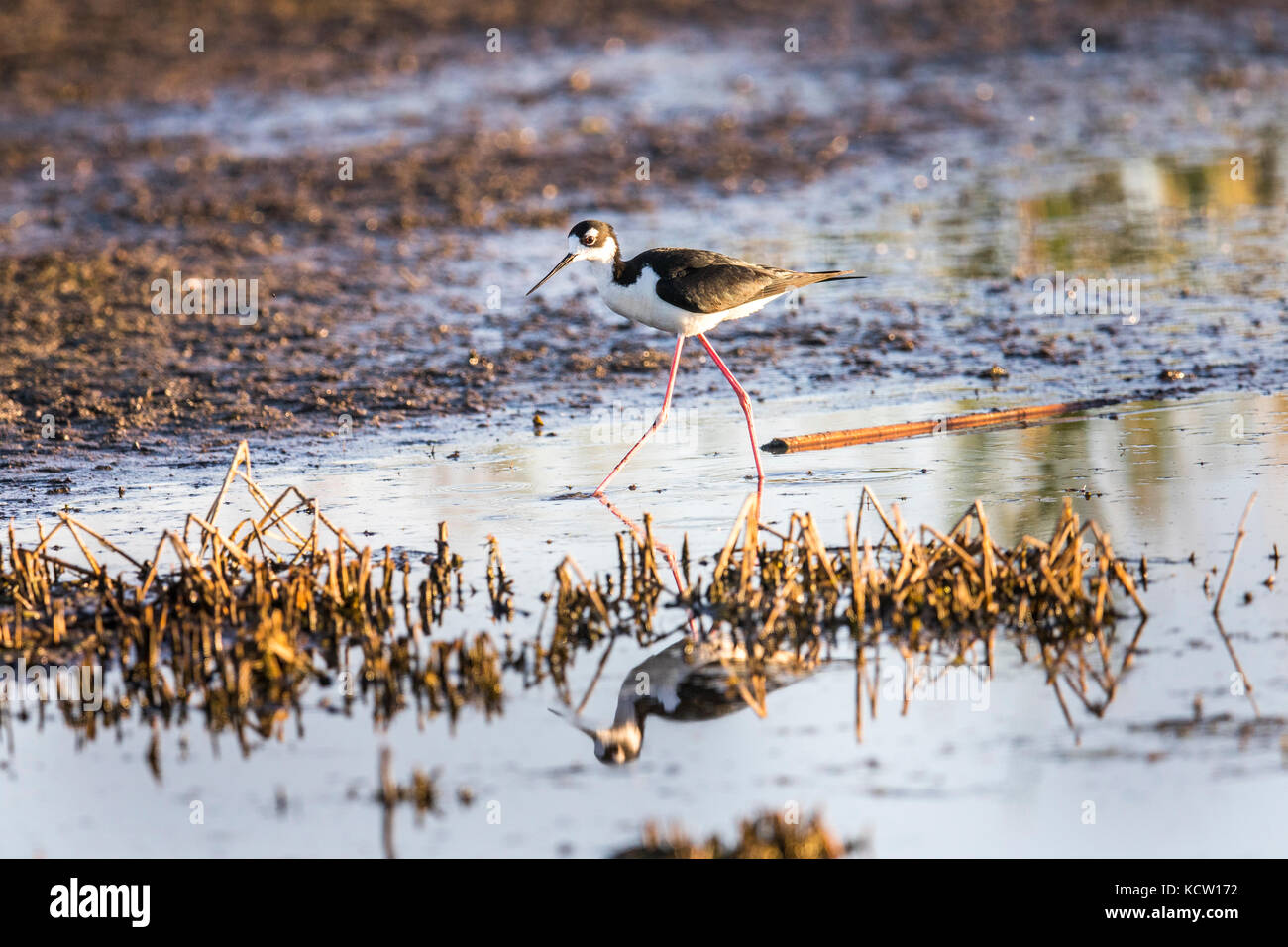Black-necked Stilt (Himantopus mexicanus) Colorful, with reflection in water, searching for food. Weed Lake, Alberta, Canada Stock Photo