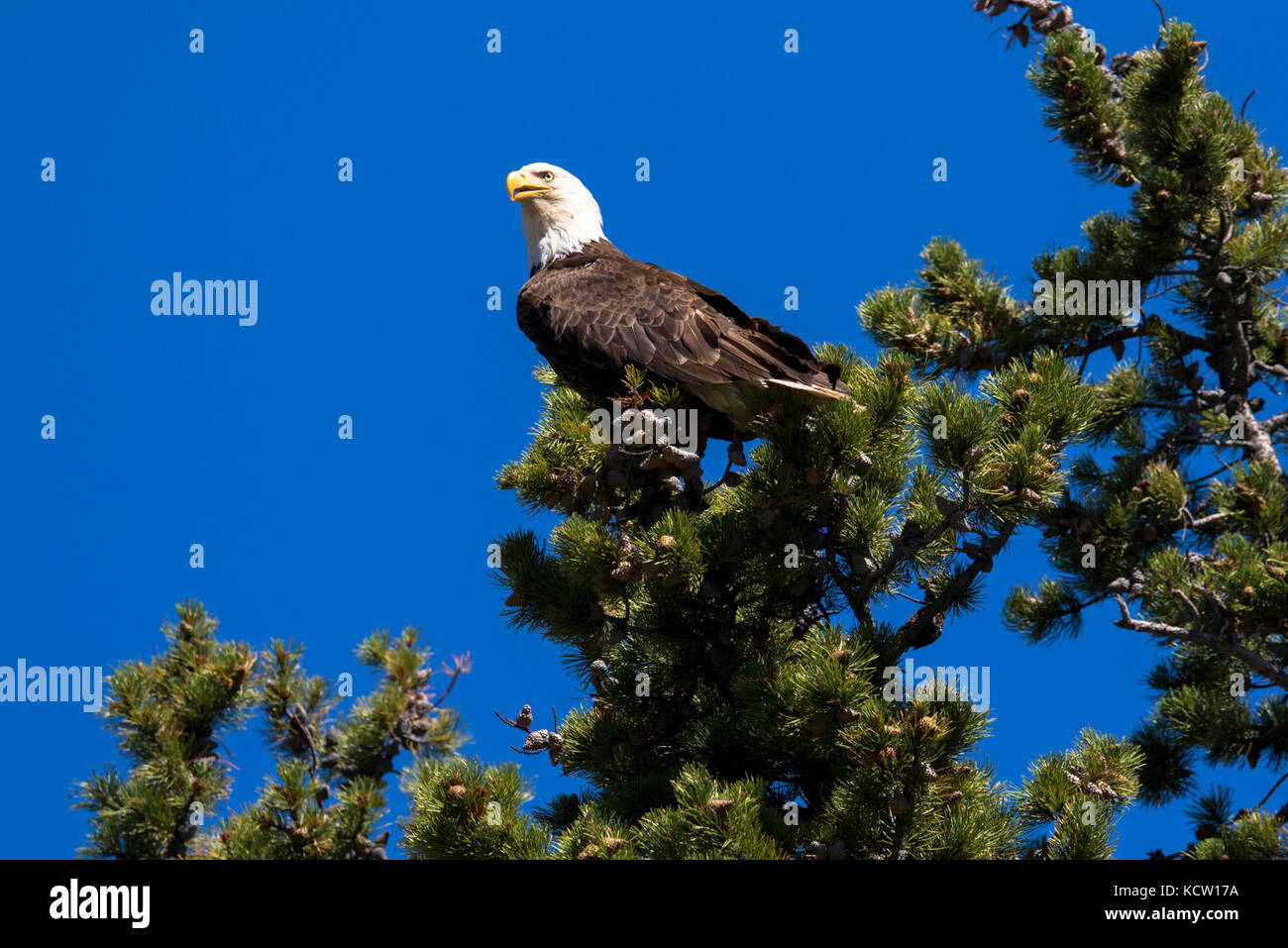 Bald eagle tail feathers hires stock photography and images Alamy